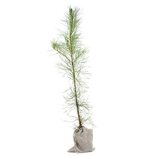 arbre de noel - pin maritime en pot -pochon